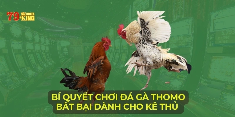 Bí quyết chơi đá gà Thomo bất bại dành cho kê thủ 