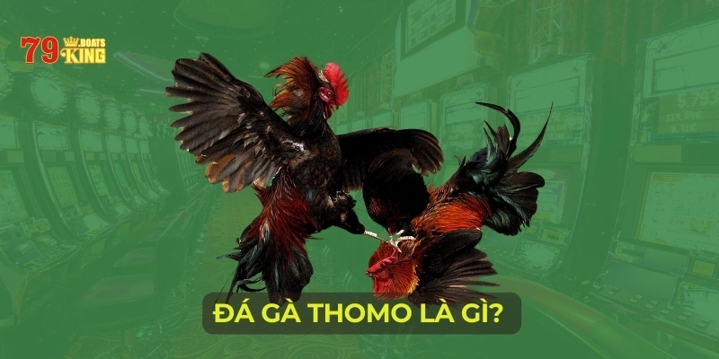 Đá gà Thomo là gì? 