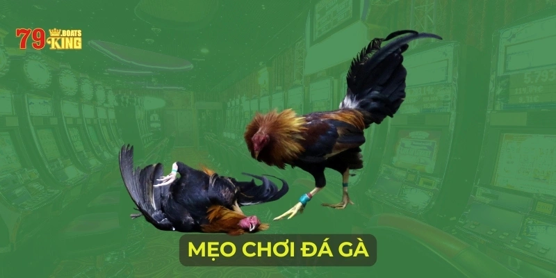 Mẹo chơi đá gà