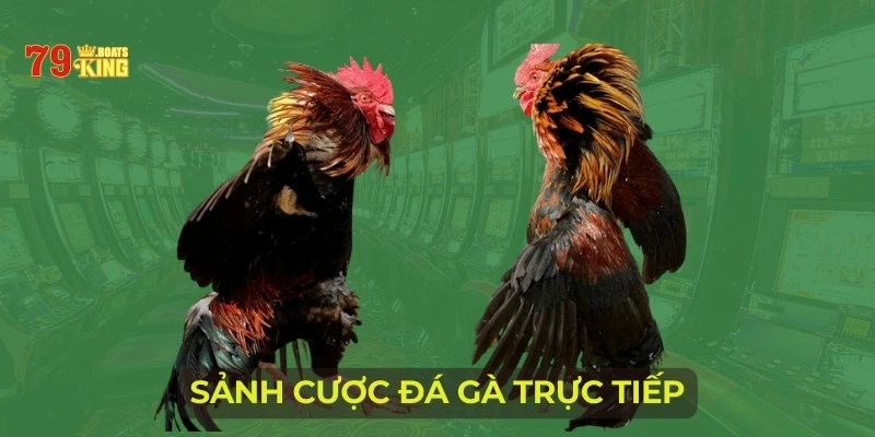 Sảnh cược đá gà trực tiếp