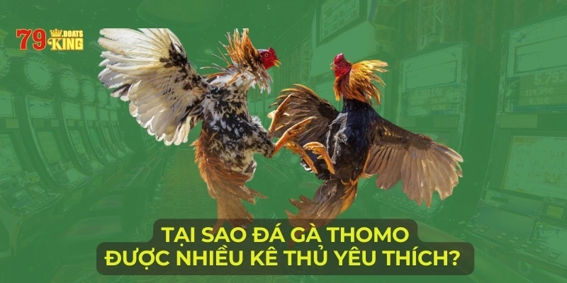 Tại sao đá gà Thomo được nhiều kê thủ yêu thích? 